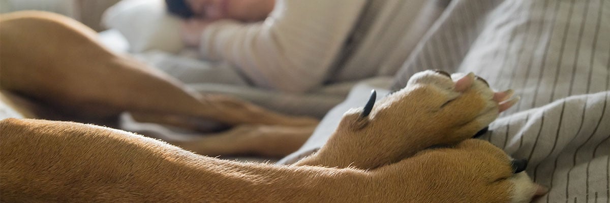 dog sleeping with its owner in bed