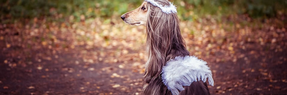 Afgan dog wearing feathered angel wings