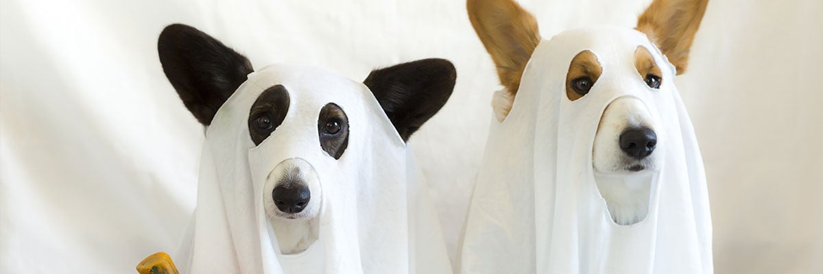 Two corgis dressed as ghosts