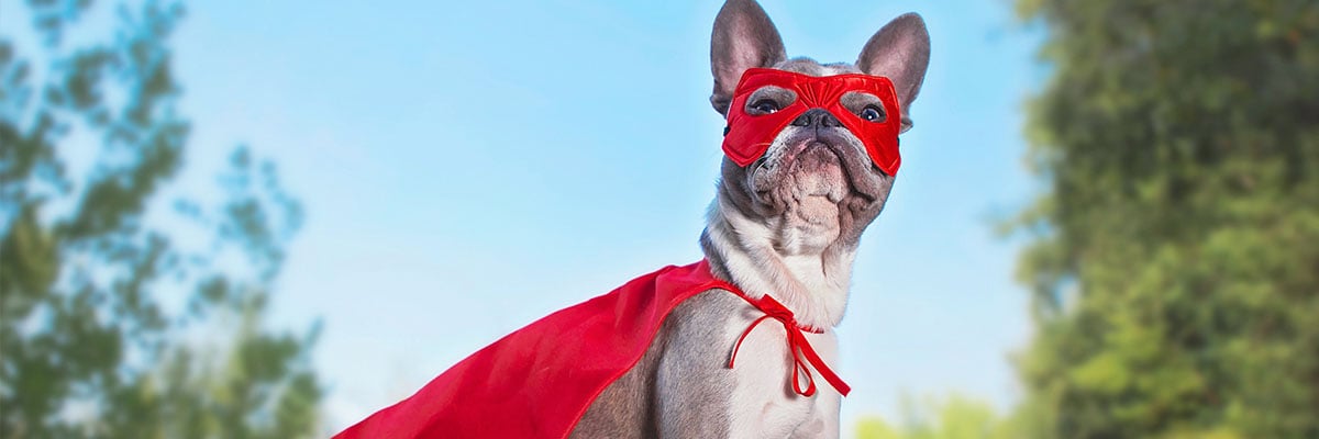 Frensh bulldog dressed as a generic superhero