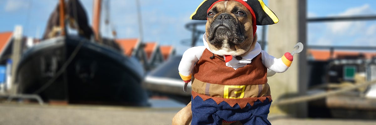 bulldog dressed as a pirate