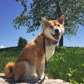 happy dog sitting on a rock with a grassy green field and tree in the background