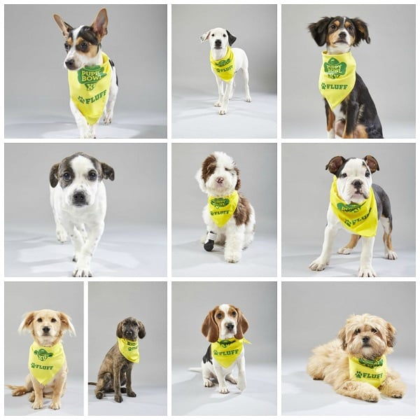  collage of the second group of nine dogs on Team Fluff for the 2019 Puppy Bowl