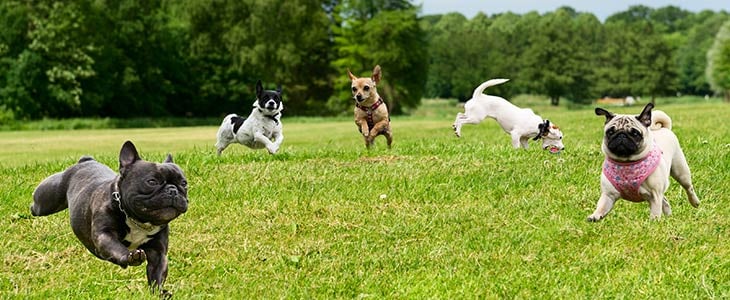 five different dogs frolicking in a field