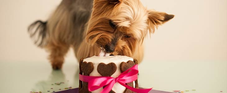dog licking a cake decorated with a red ribbon and dog bone shapes along the side of the cake