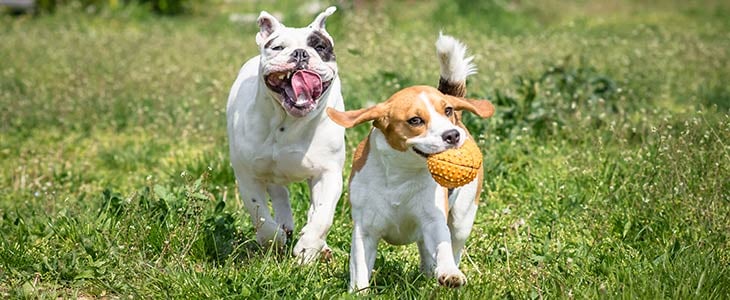 one dog chasing another dog through a grassy field with a ball in its mouth