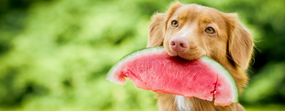 can-my-dog-eat-watermelon-hero