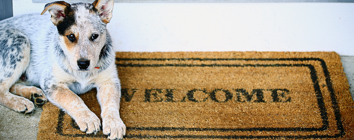 how to-train-your-dog-to-greet-guests-hero