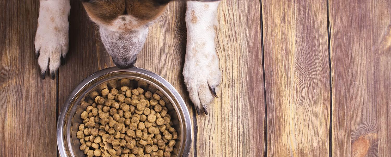 how-to-choose-right-dog-food-hero