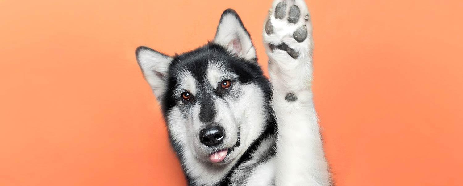 why-do-dogs-lick-their-paws-hero