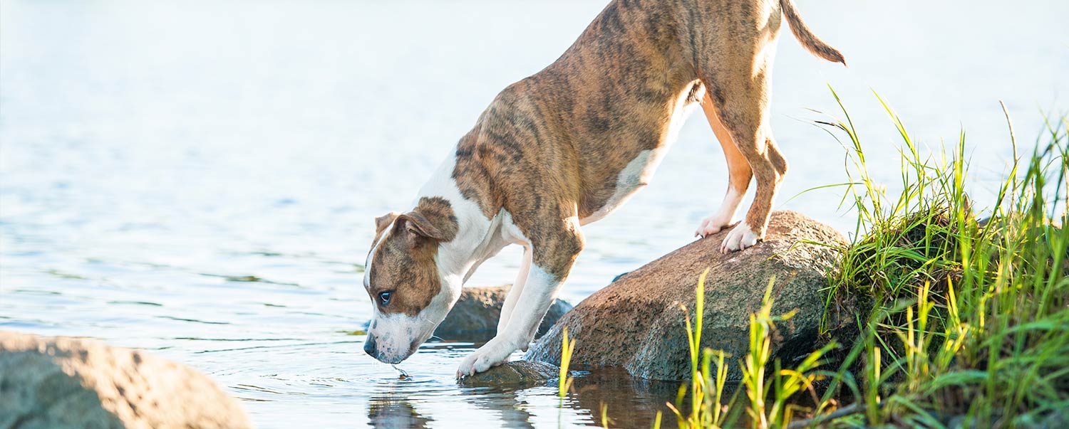 can-your-dog-get-sick-from-swimming-and-drinking-water-hero