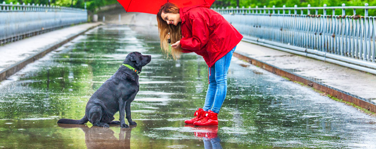 dog-hates-rain-hero