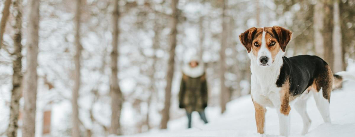 dog-in-winter-snow-vermont