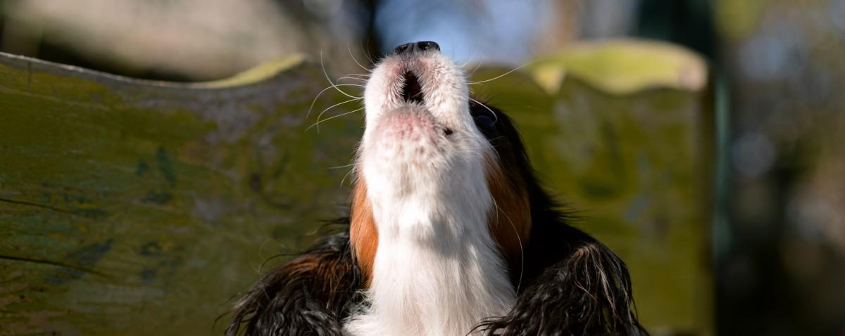 dog-speak-decoding-barks-howls-whines-hero