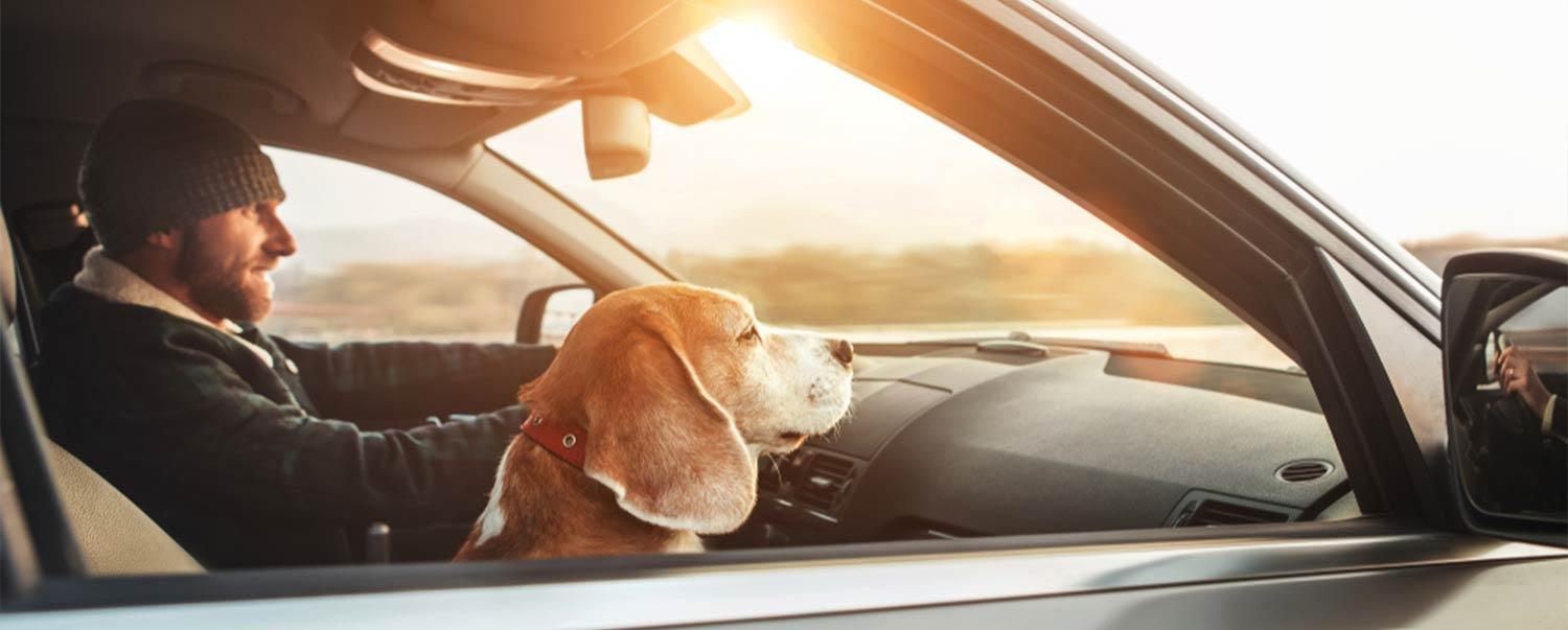 how-to-have-awesome-roadtrip-with-your-dog-hero