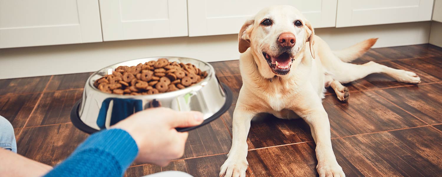 how-to-store-your-dog-food-hero-article