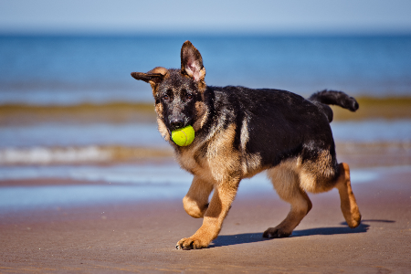 german shepherd puppy on the beach with a ball in his mouth 