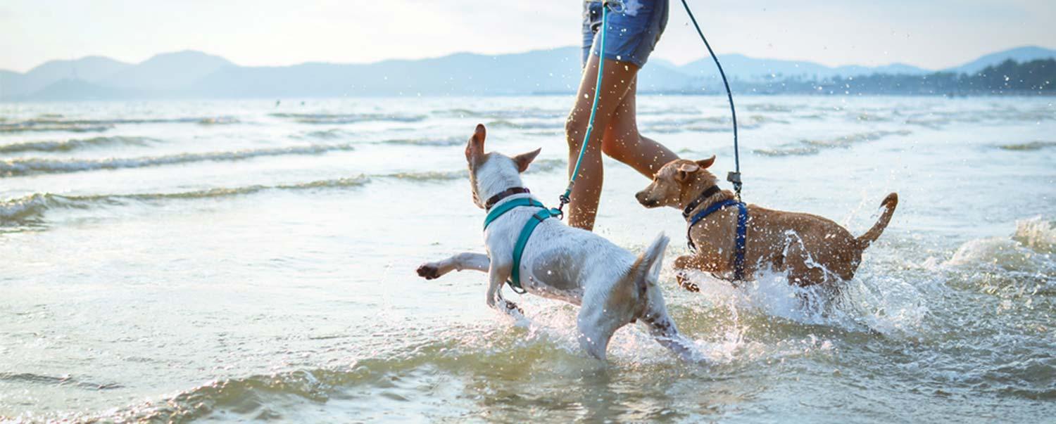 keep-your-dog-healthy-at-beach-hero