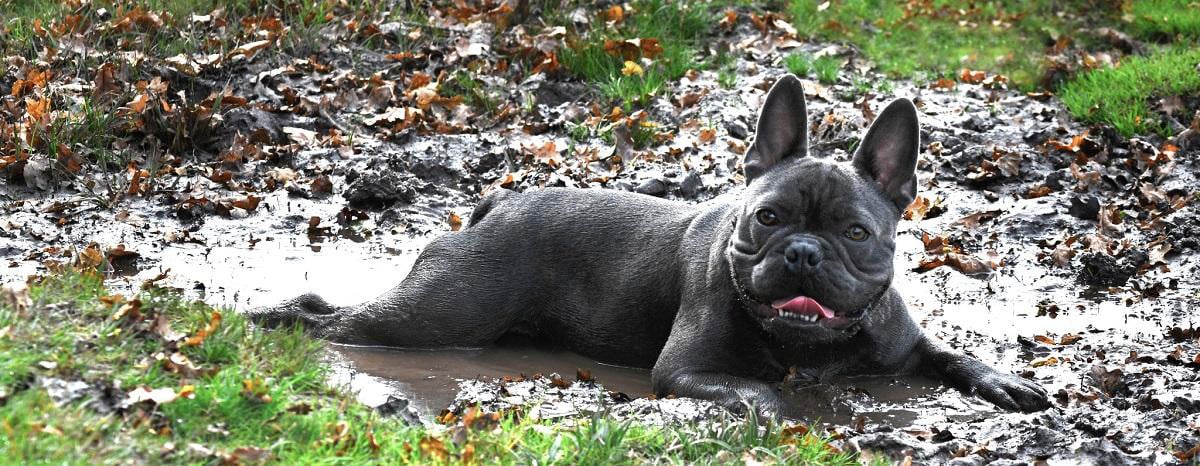 muddydog-hero