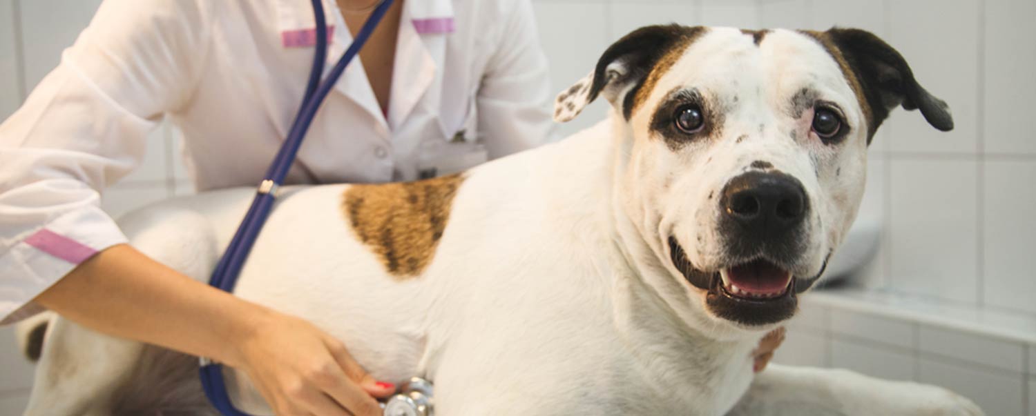 understanding-dilated-cardiomyopathy-in-dogs-hero_article
