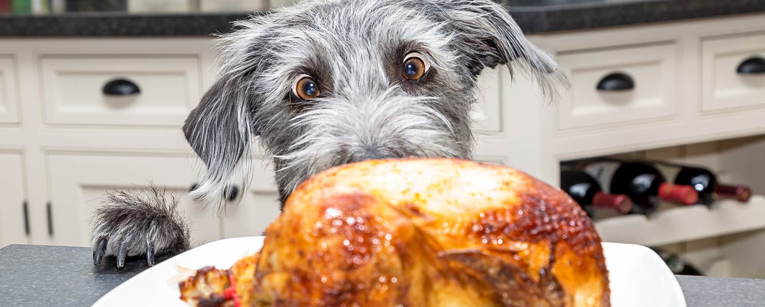 which-thanksgiving-foods-are-dog-friendly-HERO