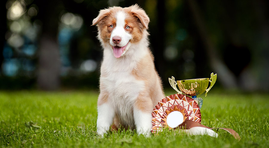 Could Your Dog Be in the Westminster Dog Show? 