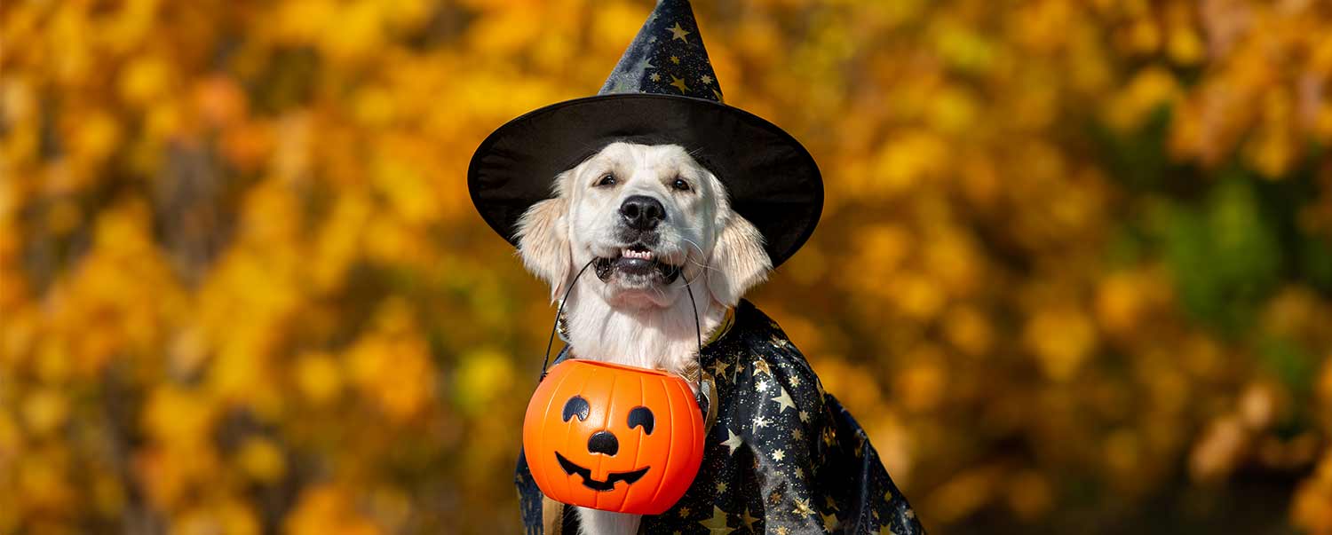 fun-dog-halloween-costume-ideas-1