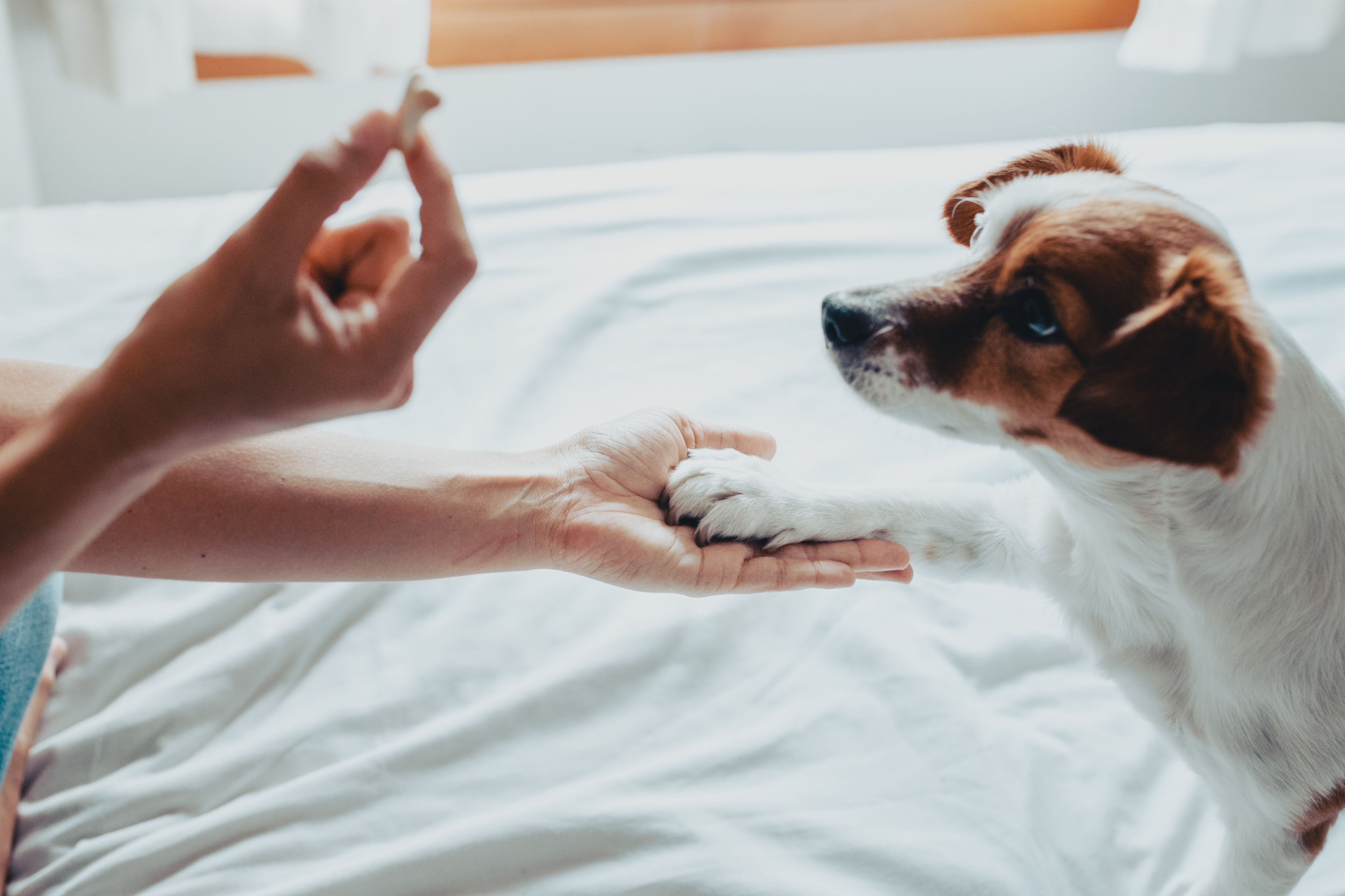 How Do You Treat A Dog With Fleas